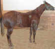 Hope yearling