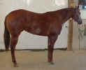 Maid A Touchdown - GVM Quarterhorses Halter Filly