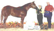 Grand Champion Stallion under all judges Masters 1999