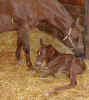 Faithfully Quincy & 2002 Foal